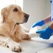 Smart Pet Plus - Cabinet veterinar